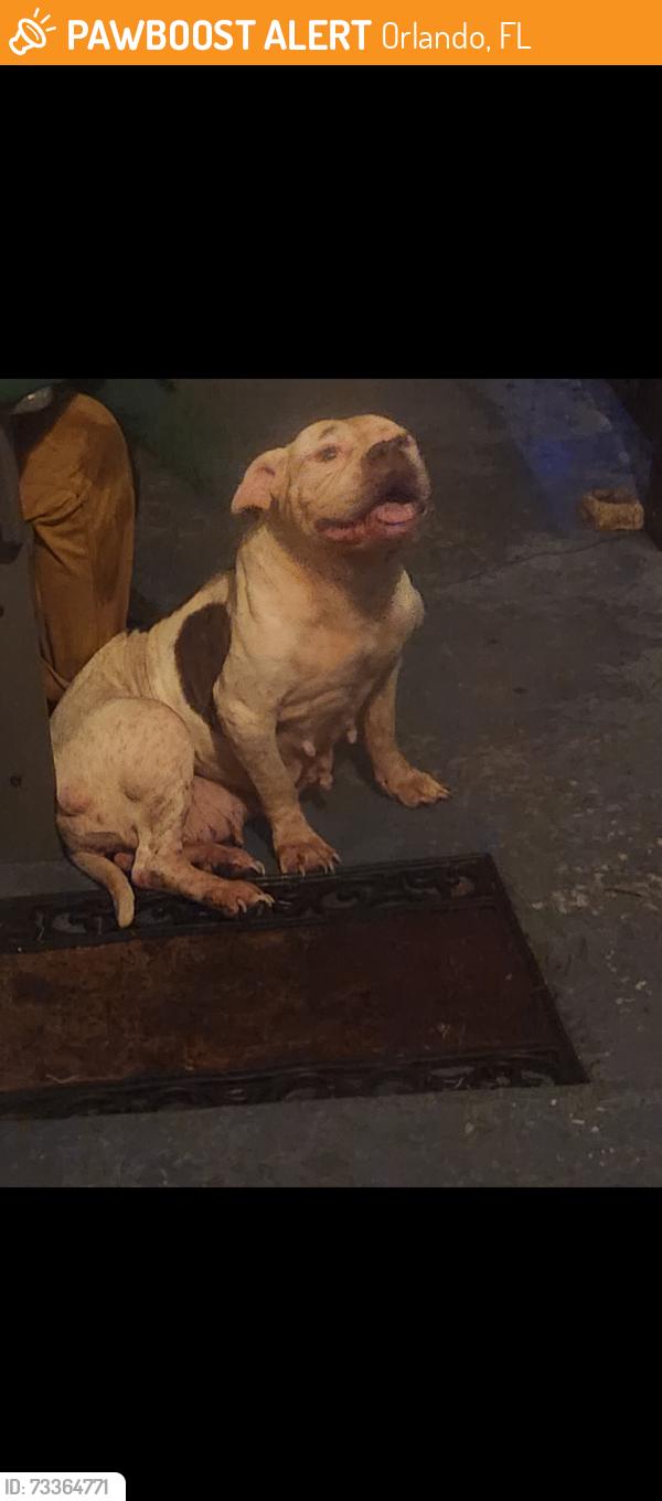 Found/Stray Female Dog last seen Wabash and Yucatan, Orlando, FL 32807
