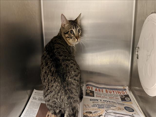 Shelter Stray Unknown Cat last seen , 957 N Gaffey St, San Pedro, CA 90731, USA