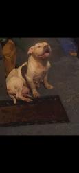 Found/Stray Female Dog last seen Wabash and Yucatan, Orlando, FL 32807