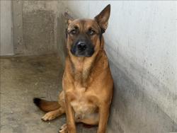 Shelter Stray Male Dog last seen , 1850 W 60th St, Los Angeles, CA 90047, USA
