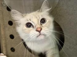 Shelter Stray Female Cat last seen , 1850 W 60th St, Los Angeles, CA 90047, USA
