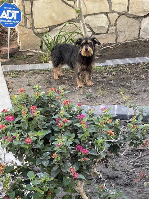 Shelter Stray Male Dog last seen Near BLK BIXBY TERRACE DR LB 90815, 7700 E Spring St, Long Beach, CA 90815, USA