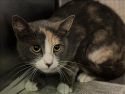 Shelter Stray Female Cat last seen , 1850 W 60th St, Los Angeles, CA 90047, USA