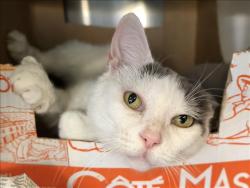 Shelter Stray Female Cat last seen , 1850 W 60th St, Los Angeles, CA 90047, USA