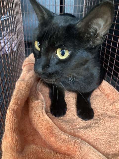 Shelter Stray Female Cat last seen Near BLK E. HOME ST. LONG BEACH CA 90805, 7700 E Spring St, Long Beach, CA 90815, USA