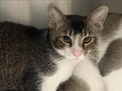 Shelter Stray Male Cat last seen , 1850 W 60th St, Los Angeles, CA 90047, USA