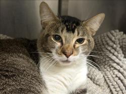 Shelter Stray Male Cat last seen , 1850 W 60th St, Los Angeles, CA 90047, USA