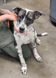 Shelter Stray Female Dog last seen S 35TH AVE AND W SOUTHERN AVE, 2500 S 27th Ave, Phoenix, AZ 85009, USA