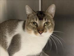 Shelter Stray Male Cat last seen , 1850 W 60th St, Los Angeles, CA 90047, USA
