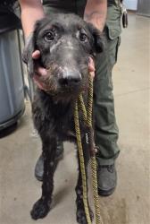 Shelter Stray Male Dog last seen S 35TH AVE AND W SOUTHERN AVE, 2500 S 27th Ave, Phoenix, AZ 85009, USA