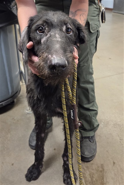 Shelter Stray Male Dog last seen S 35TH AVE AND W SOUTHERN AVE, 2500 S 27th Ave, Phoenix, AZ 85009, USA