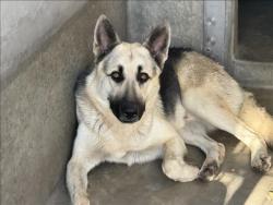 Shelter Stray Male Dog last seen , 1850 W 60th St, Los Angeles, CA 90047, USA