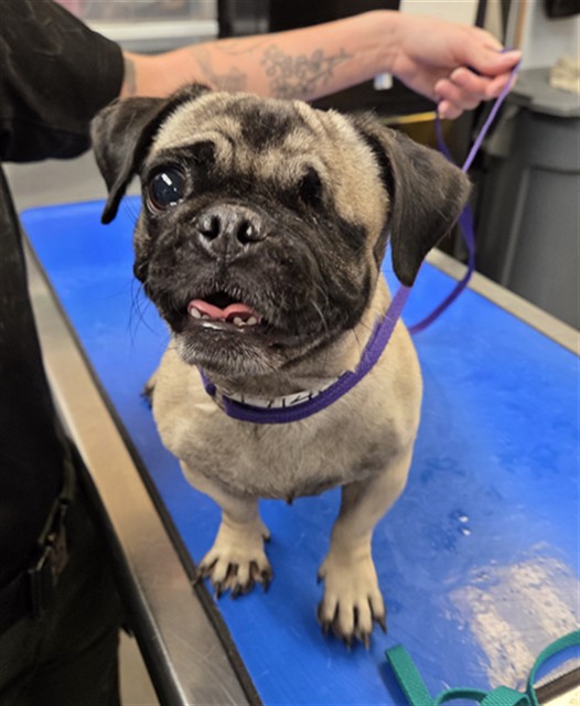 Shelter Stray Female Dog last seen N 59TH AVE AND W ENCANTO BLVD, 2500 S 27th Ave, Phoenix, AZ 85009, USA