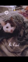 Lost Female Cat last seen Hampshire and Brooklyn blvd, Brooklyn Park, MN 55445