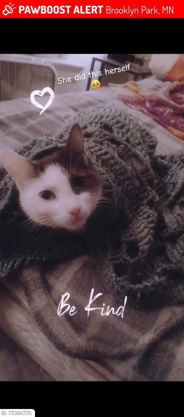 Lost Female Cat last seen Hampshire and Brooklyn blvd, Brooklyn Park, MN 55445