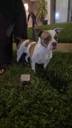 Found/Stray Female Dog last seen Hollywood, Hollywood, FL 33019