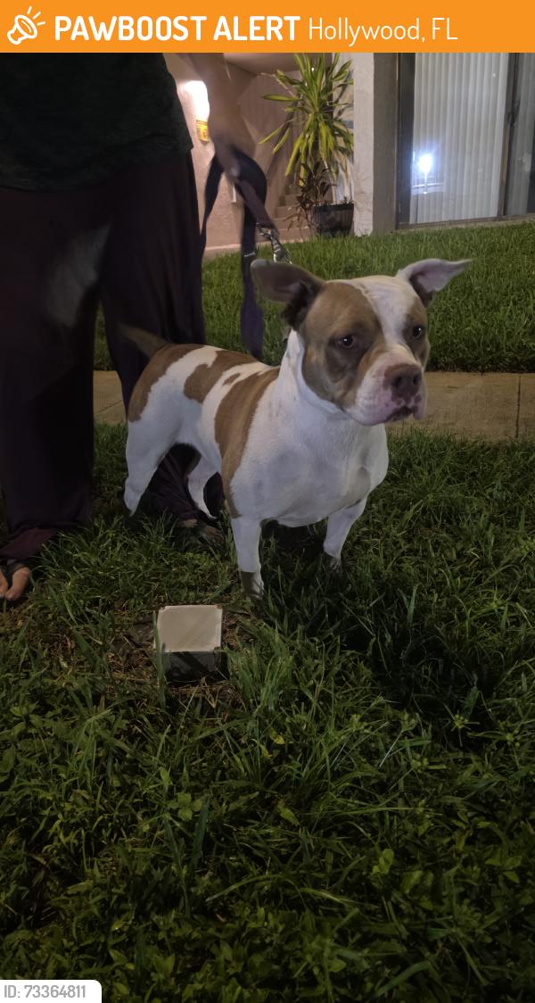 Found/Stray Female Dog last seen Hollywood, Hollywood, FL 33019