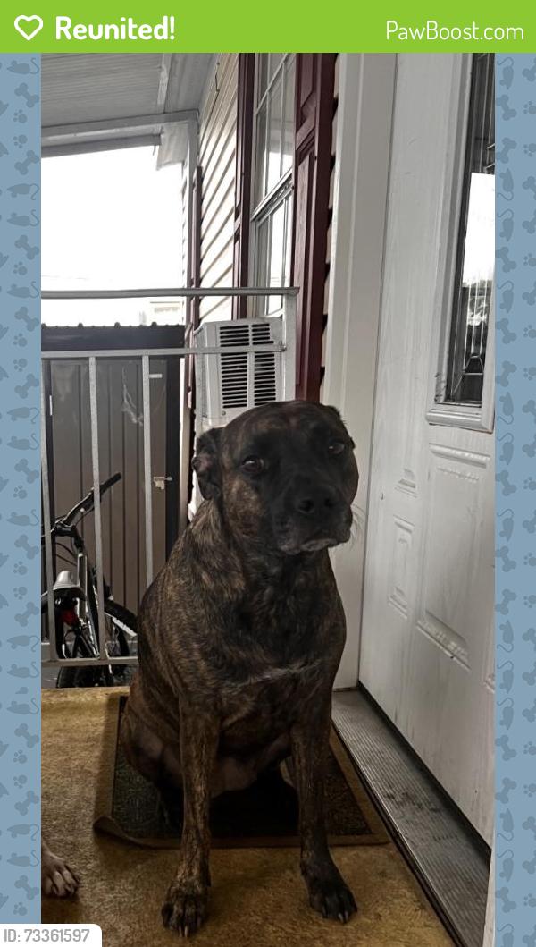 Reunited Female Dog last seen Richwood Ln Fox Hollow, Port Richey, FL 34668