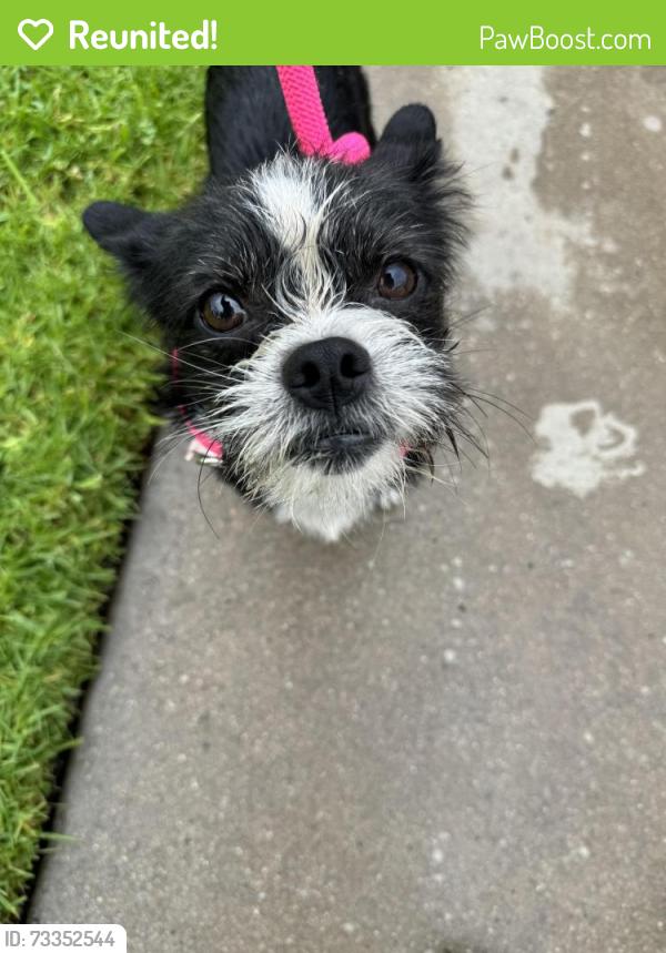 Reunited Male Dog last seen Auburndale st., Corona, CA 92878