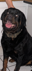 Lost Male Dog last seen Gage, Huntington Park, CA 90255