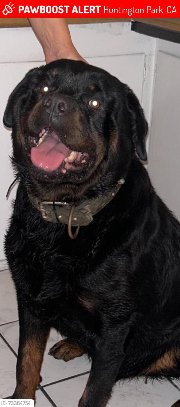 Lost Male Dog last seen Gage, Huntington Park, CA 90255