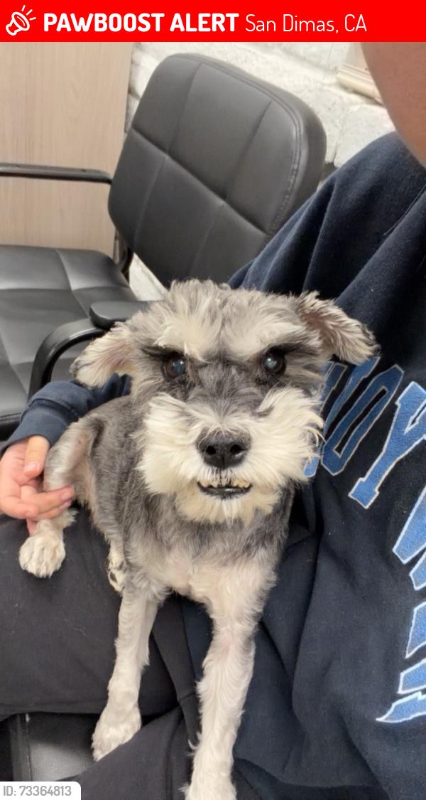 Lost Female Dog last seen Near s walnut ave San Dimas, San Dimas, CA 91773
