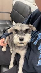 Lost Female Dog last seen Near s walnut ave San Dimas, San Dimas, CA 91773