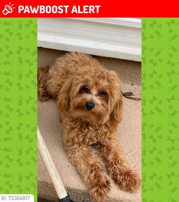 Lost Male Dog last seen Huntington place, Huntington Beach, CA 92646