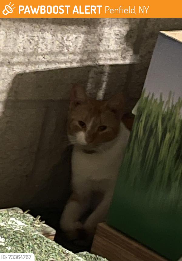 Found/Stray Unknown Cat last seen Home Depot Garden Area at Penfield, Penfield, NY 14526
