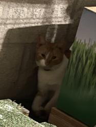 Found/Stray Unknown Cat last seen Home Depot Garden Area at Penfield, Penfield, NY 14526