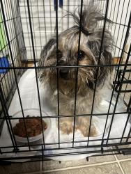 Found/Stray Female Dog last seen Samson park, Fort Worth, TX 76106