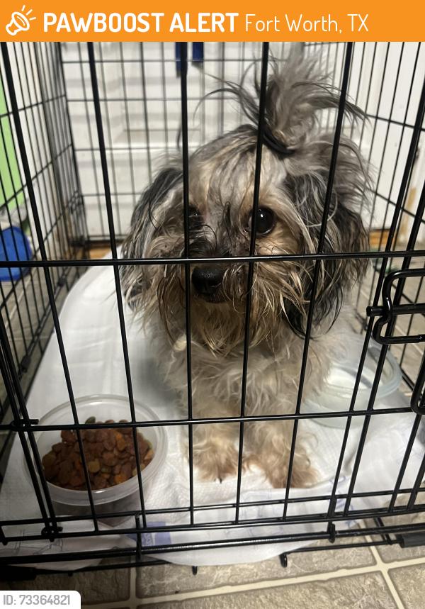 Found/Stray Female Dog last seen Samson park, Fort Worth, TX 76106