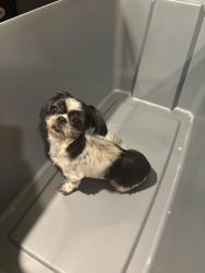 Reunited Female Dog last seen Freret and Peniston 70115, New Orleans, LA 70115