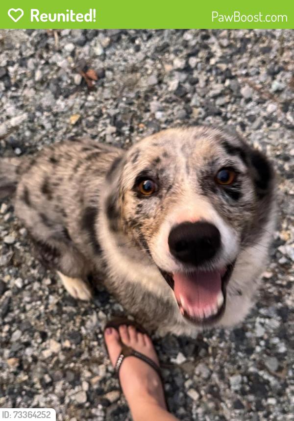 Reunited Male Dog last seen McCarns street and nc 152 west, China Grove, NC 28023