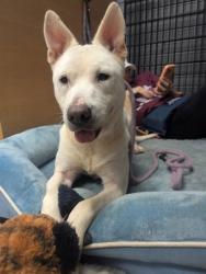 Shelter Stray Female Dog last seen Near Janet Lane, 30035, GA, 3280 Chamblee Dunwoody Rd, Chamblee, GA 30341, USA