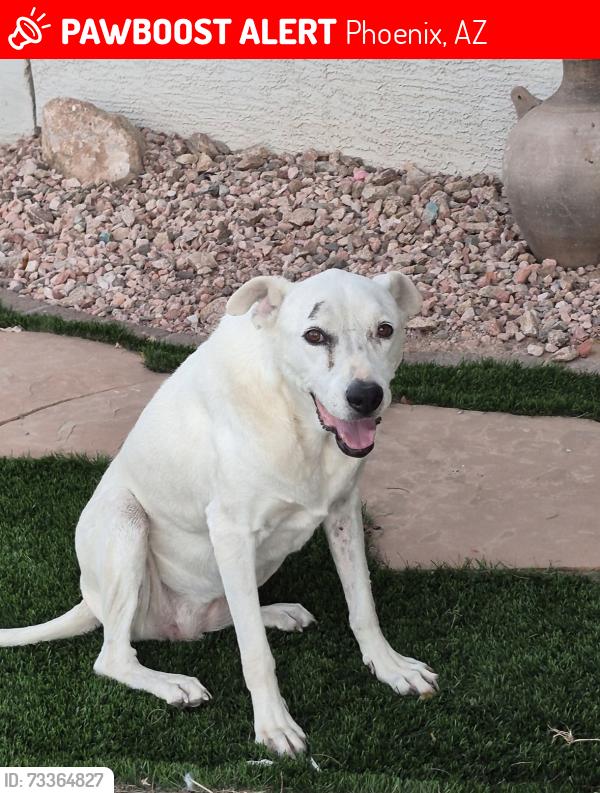 Lost Female Dog last seen Vineyard, Phoenix, AZ 85042
