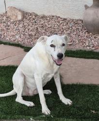 Lost Female Dog last seen Vineyard, Phoenix, AZ 85042