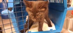 Shelter Stray Female Cat last seen Near Peyton Rd, Atlanta, GA, 1251 Fulton Industrial Blvd NW, Atlanta, GA 30336, USA