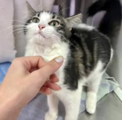 Shelter Stray Female Cat last seen 19-1 Riggs Ave, 21217, MD, 2490 Giles Rd, Baltimore, MD 21225, USA