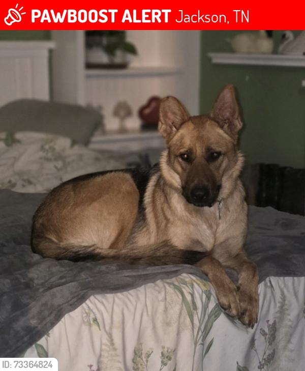 Lost Female Dog last seen Oakfield, Christmasville, Jackson, TN 38301