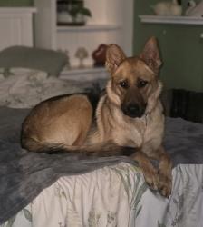 Lost Female Dog last seen Oakfield, Christmasville, Jackson, TN 38301