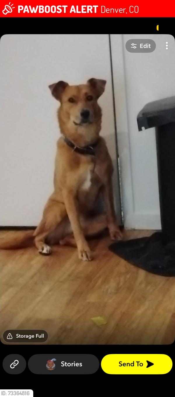Lost Female Dog last seen Boiling, Denver, CO 80239