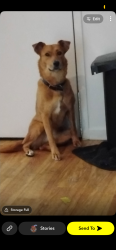Lost Female Dog last seen Boiling, Denver, CO 80239