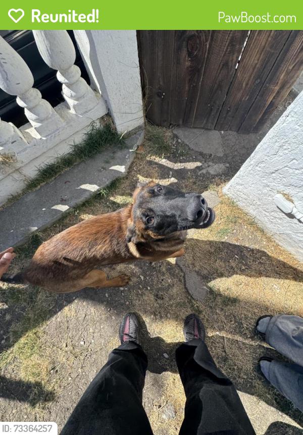 Reunited Male Dog last seen Pittsburg high school, Pittsburg, CA 94565
