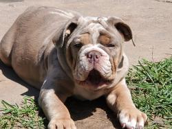 Lost Female Dog last seen Near County rd 37303. The Landing II neighborhood., Splendora, TX 77372