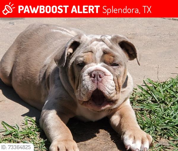 Lost Female Dog last seen Near County rd 37303. The Landing II neighborhood., Splendora, TX 77372