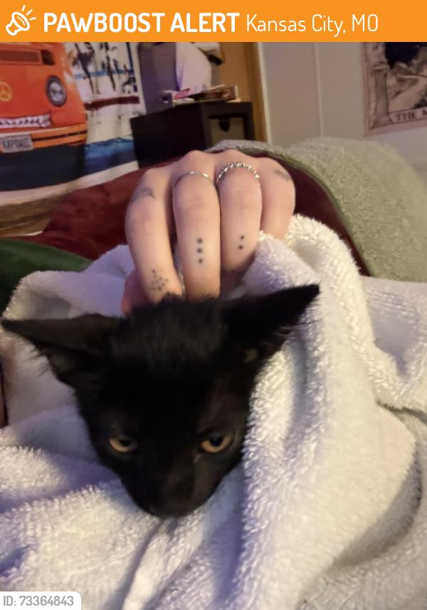 Found/Stray Male Cat last seen Walrond ave, Kansas City, MO 64132
