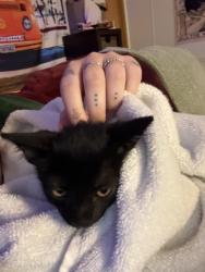 Found/Stray Male Cat last seen Walrond ave, Kansas City, MO 64132