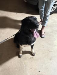 Found/Stray Male Dog last seen Troup Tx, Troup, TX 75789