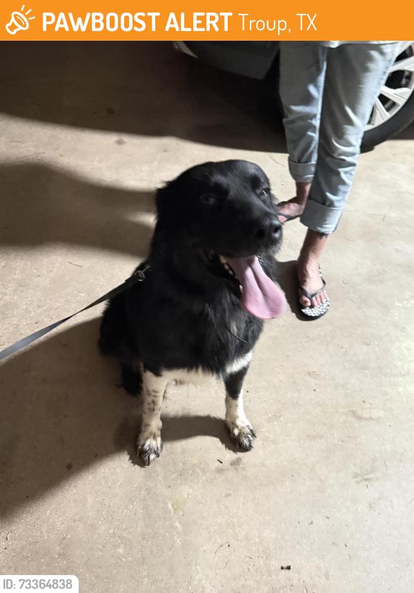 Found/Stray Male Dog last seen Troup Tx, Troup, TX 75789